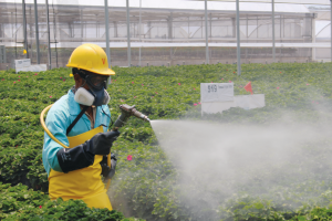 Pest and Disease Control
