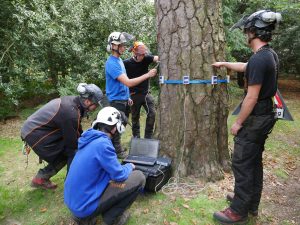 tree inspection