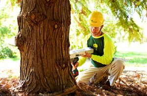 tree structure evaluation