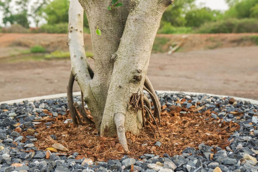 In metropolitan regions, soil compaction is a primary cause of tree decline. When a force, such as feet, automobiles, or even water from sprinkler systems, exerts pressure on the soil surface, compressing the soil particles, compaction occurs.