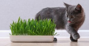 Cat-Grass