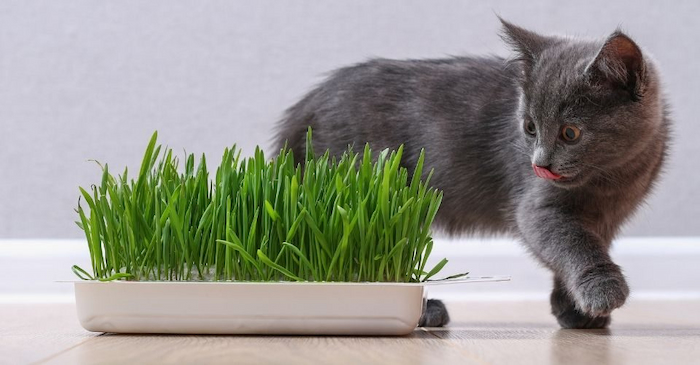 Cat-Grass