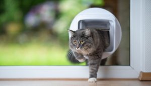 Pet-Door