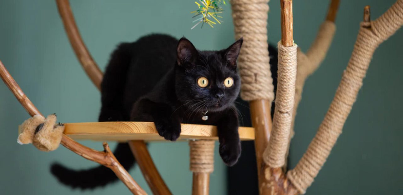 black cat on cat scratching post