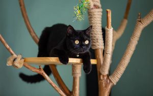 black cat on cat scratching post