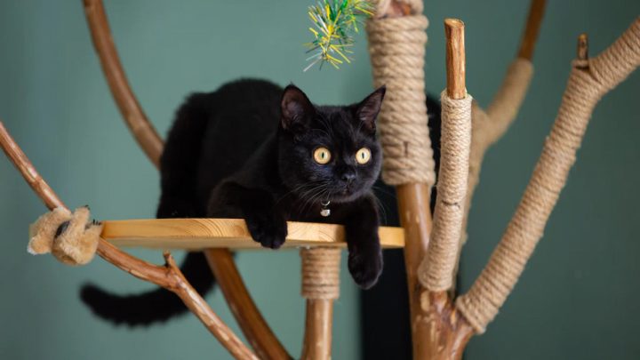 black cat on cat scratching post