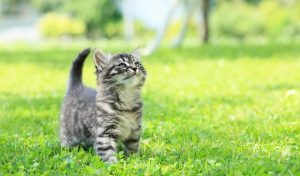 cat-playing-outdoor