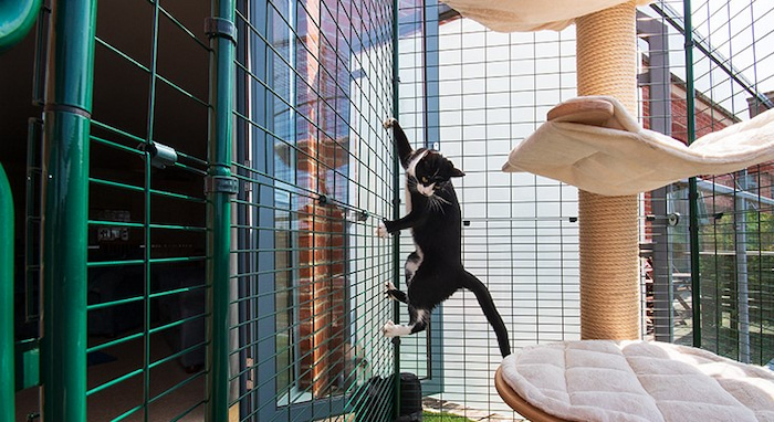 cat-proof-balcony-safe-outside-play-area