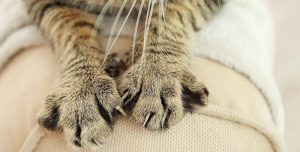cat-scratching-post