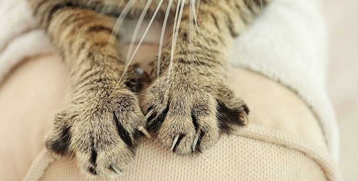 cat-scratching-post