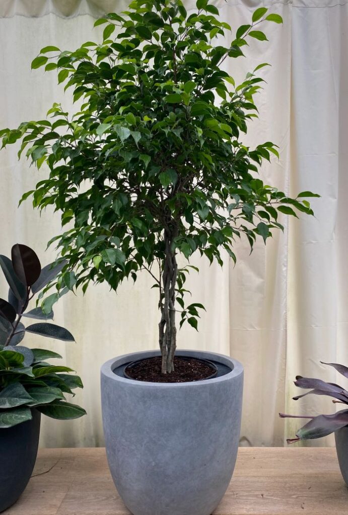 one indoor plant weeping figs