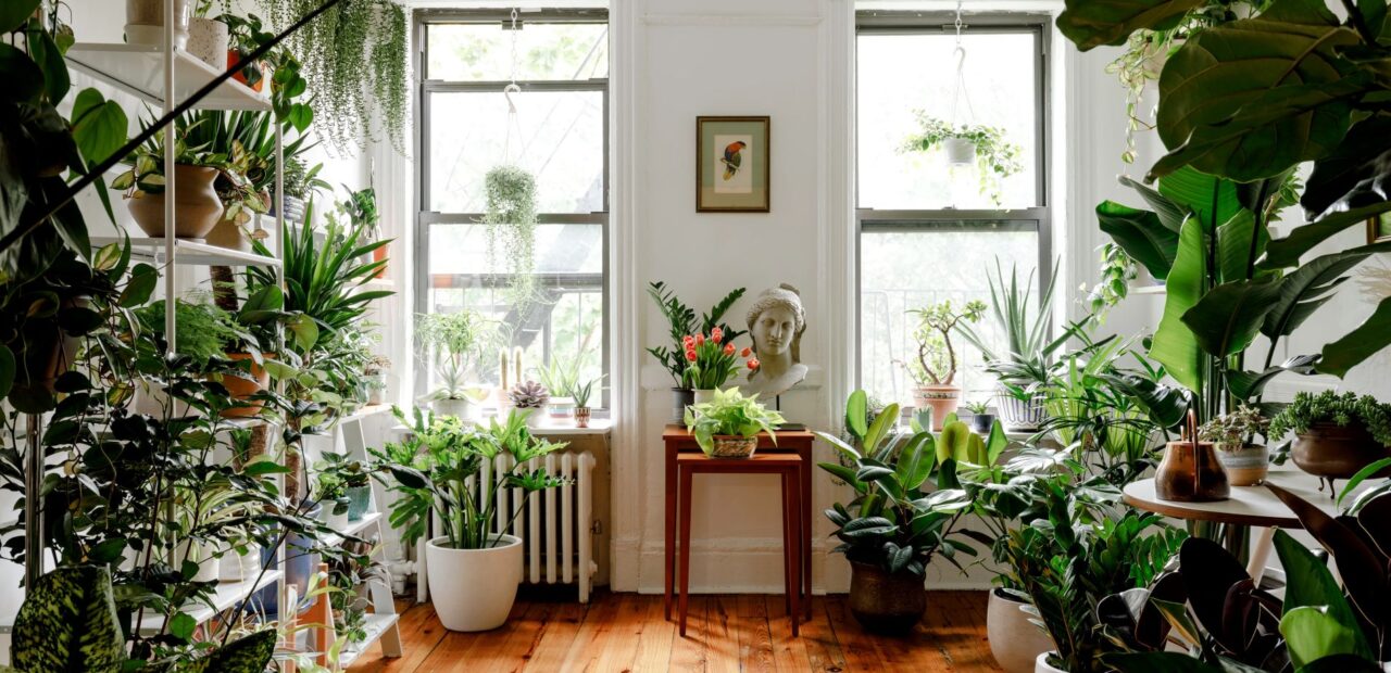 a room full with indoor plants
