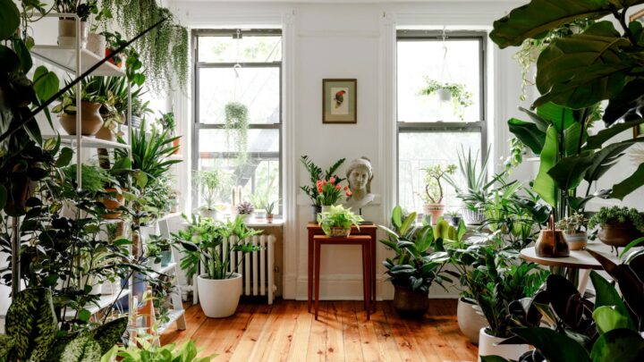 a room full with indoor plants