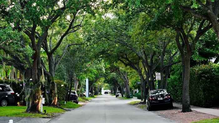 Street with trees