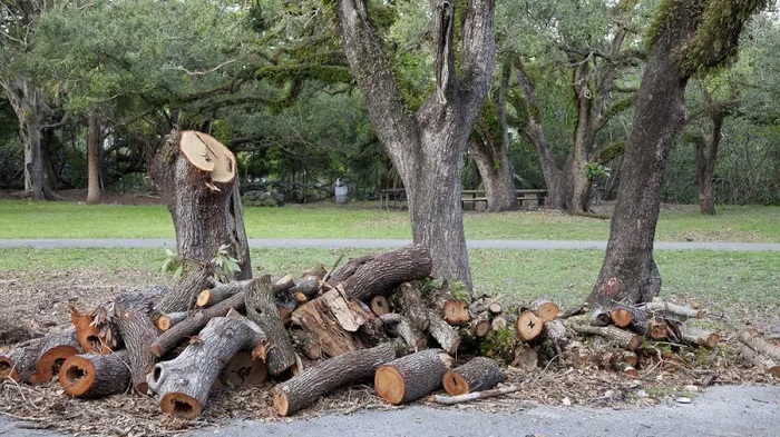 Cut tree
