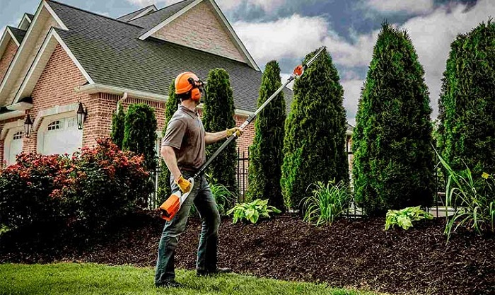 Tree pruning by tree service