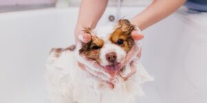 A white and orange dog getting shampooed