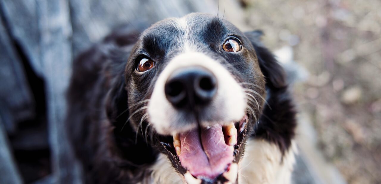 A happy dog smiling on the camera