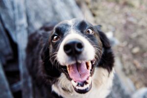 A happy dog smiling on the camera