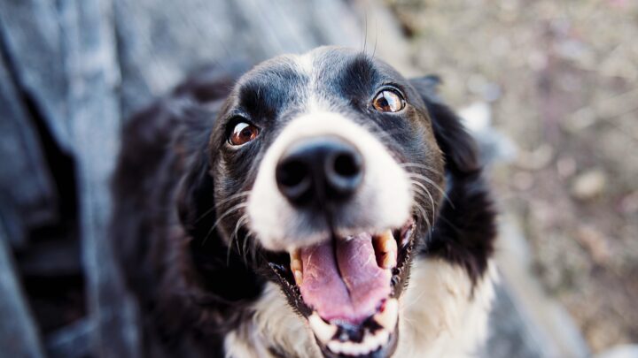 A happy dog smiling on the camera