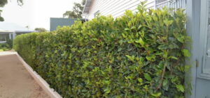screen-plants-garden